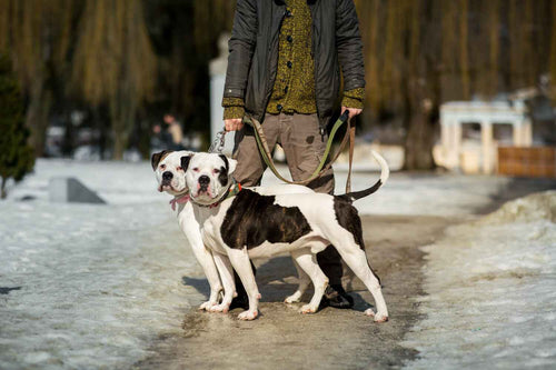 How to Choose Pet-Safe Ice Melt